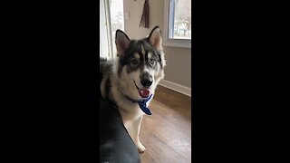 Husky throws tantrum over wearing goggles