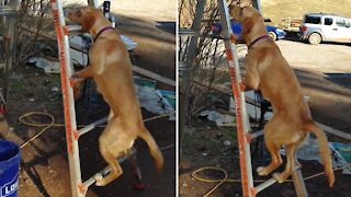Skillful dog climbs up ladder with ease