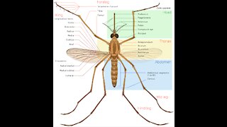 How to Control Mosquitoes Naturally
