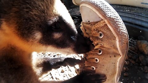 Adorable coatis absolutely love their caretaker's shoes