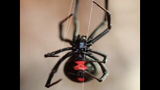 8 things you don't know about black widow spiders - ABC15 Digital