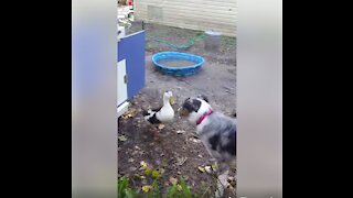 Adorable Playtime Between Dog And Duck Buddies