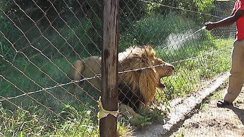De-ticking an angry rescued lion is scary business