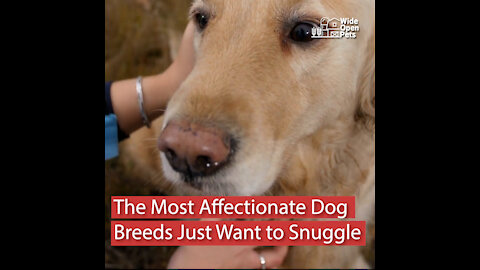 15 Affectionate Dog Breeds Always Ready to Snuggle