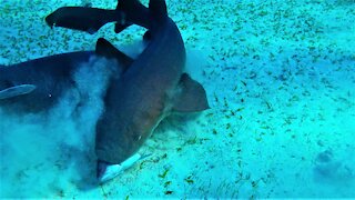 Swimmers witness close up shark fight over a fish head in Belize