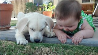Babies vs Dogs fight