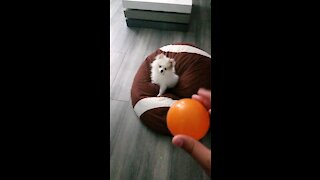 Puppy vs ball