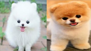 🥰❤Cute little puppies funny videos and adorable moments😍❤