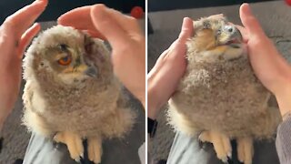 Adorable 4-week-old owl loves to be pet