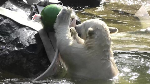 Polar bear cub has some water fun during hot weather