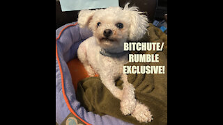 Rumble/Bitchute Exclusive Hot Take: Nov 20th News Blast!