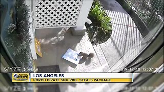 Porch pirate squirrel caught stealing package in Los Angeles