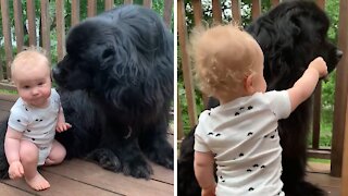 Giant Dog Happily Babysits His Favorite Human