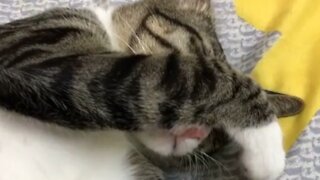 Cute Little cat ✓ baby animals video