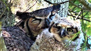 Baby Great Horned Owl Ventures Onto Branch With His Mother