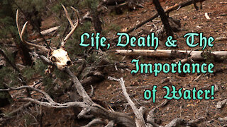 Life, Death & The Importance of Water!