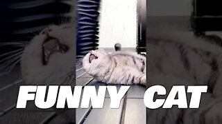 indian funny cat