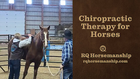 Chiropractic Therapy for Horses