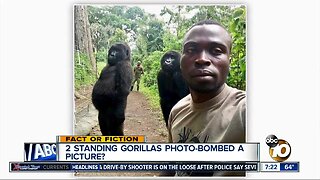Standing gorillas photobomb a selfie?