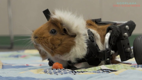 Rescued Guinea Pig Gets Second Chance With Love And A Wheelchair