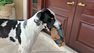 Great Dane delivers Amazon package, opens it himself