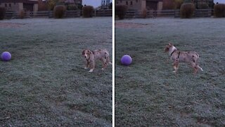 Puppy discovers ball, adorably unsure what to do with it