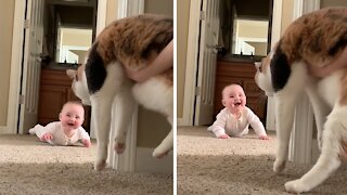 Baby and cat play the most precious game of peekaboo ever
