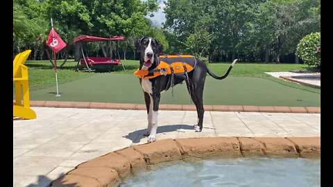 Great Dane Puppy Models Her Outward Hound Life Jacket