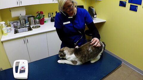 Rescued Cat Has The Most Adorable Vet Exam Ever