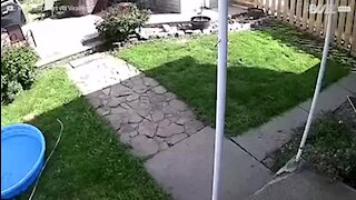 Cadela voadora filmada por câmara de vigilância