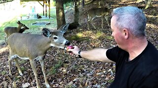 Wild deer come out of the forest to share apples with this man