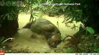 WATCH: Rare Javan rhino captured on hidden camera in gleeful mudbath (c5P)