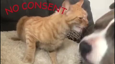 Typical cat has unresolved anger issues