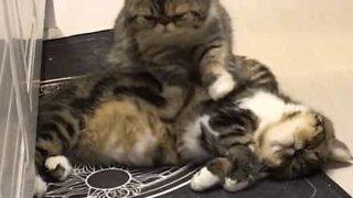 Cat receives a relaxing massage from his friend