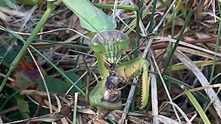 Praying mantis feeding time.