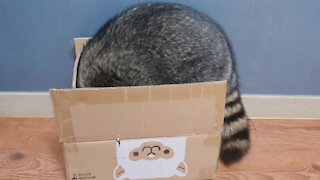 Chubby raccoon tries to fit into box, hilariously falls over