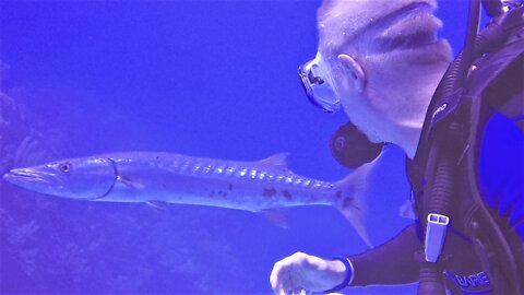 Big barracuda is so chill that scuba diver tries to pet it