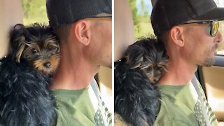 Yorkie puppy loves cuddling on owner's neck during car ride