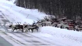 Reindeers crossing a road in Norway