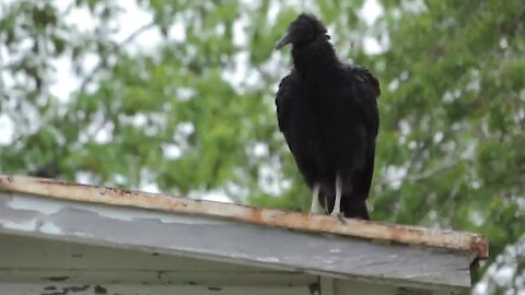 Large gathering of vultures swarm woman's car & home