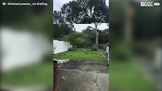 Fierce storm sends tree crashing down onto power lines