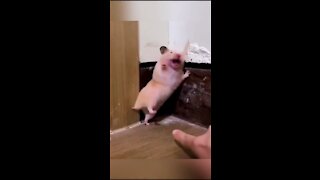 Funny moment with a mouse