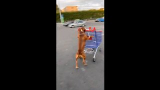 Dog doing some Shopping