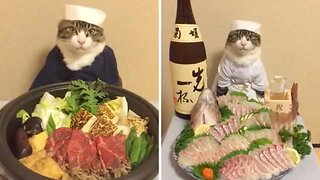 Cat-su curry! Adorable kitty munches on tasty Japanese food