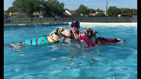 Three Happy Great Dane Puppies Are Swimming After One Lesson