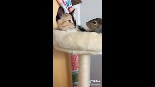 Kitten and squirrel meet for the first time, instantly become friends