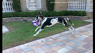 Great Dane loves delivering groceries to the house