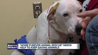 Detroit's Home Fur-ever animal rescue needs your help to stay open