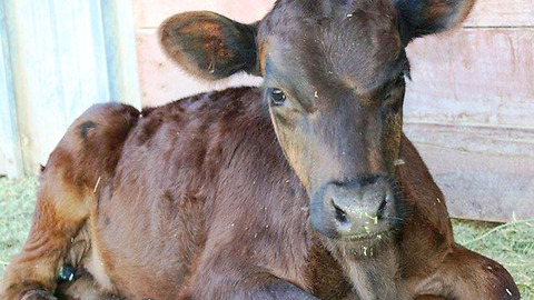 Calf Loses Mother and Gains a Best Friend. Now He Can't Stop Jumping for Joy
