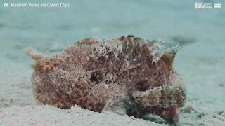 Diver swims with rare frogfish in Egypt